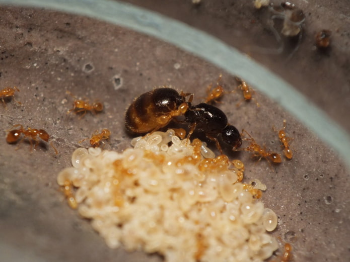 cómo encontrar un hormiguero en un apartamento