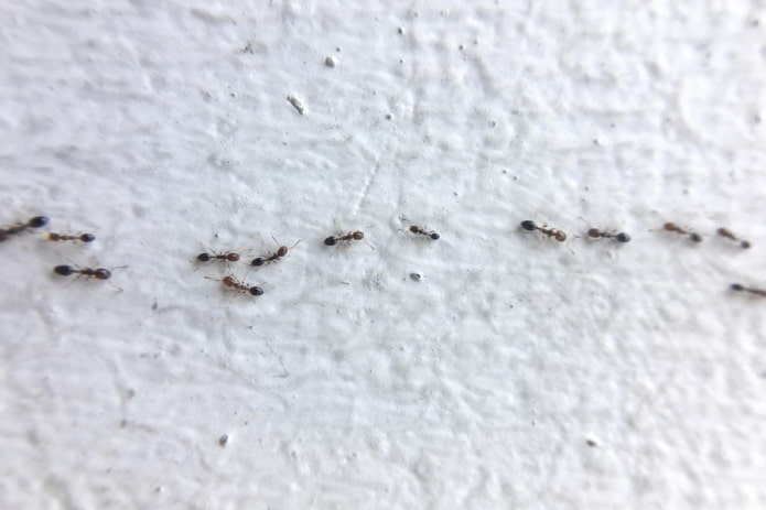 ant paths at home