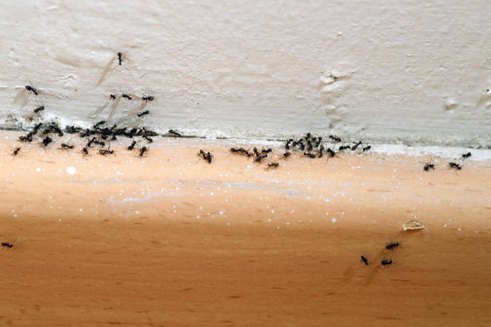 productos para el control de hormigas en el hogar