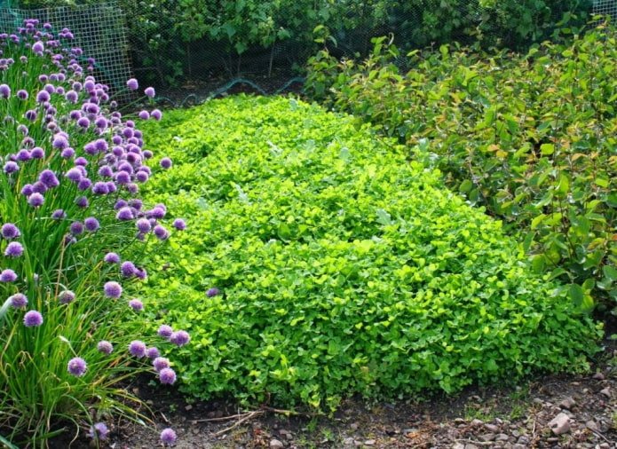 Abono verde