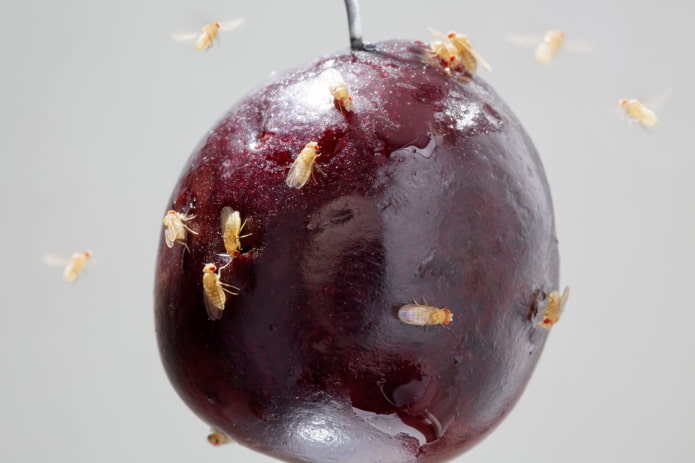 mosquitos de la fruta en la cocina