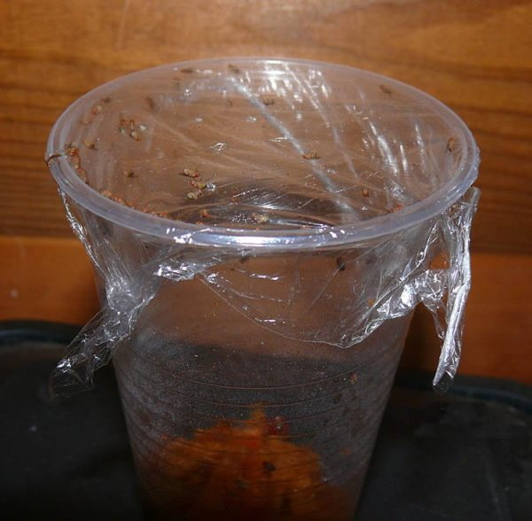 trampa para mosquitos sencilla