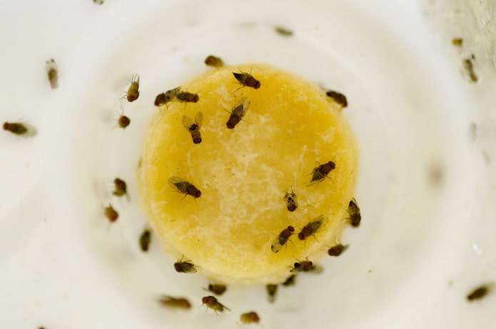 Prevención de la drosófila en la cocina