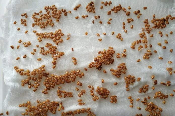 seed dried