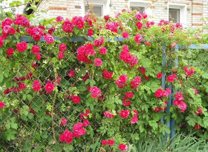 Rosas a lo largo de la cerca