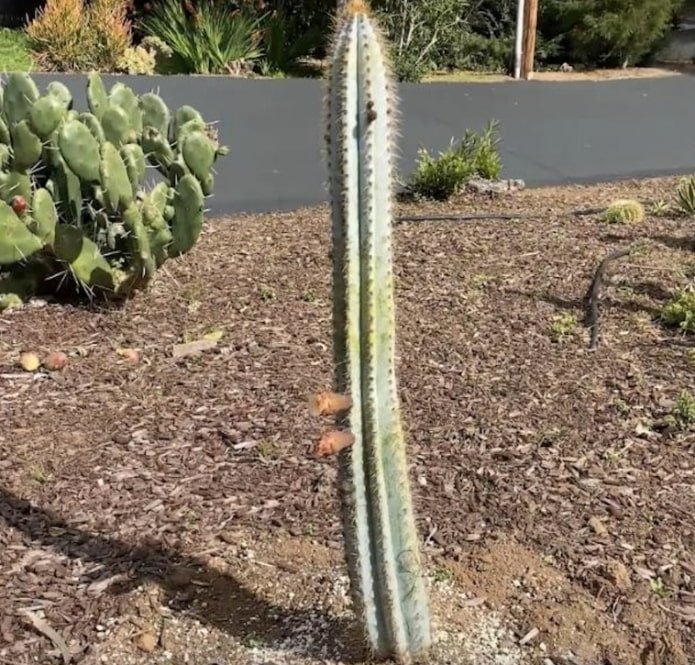Cactus Columnar