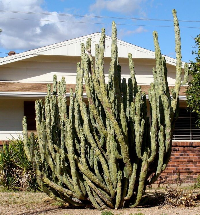 Cactus Tótem