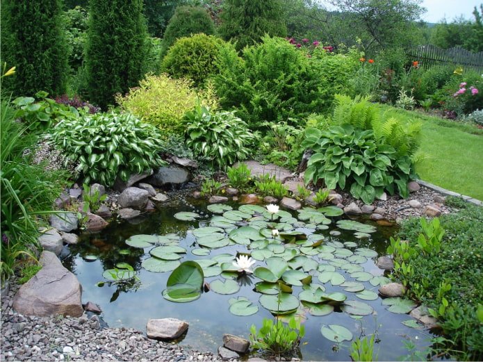 hosta cerca de un estanque