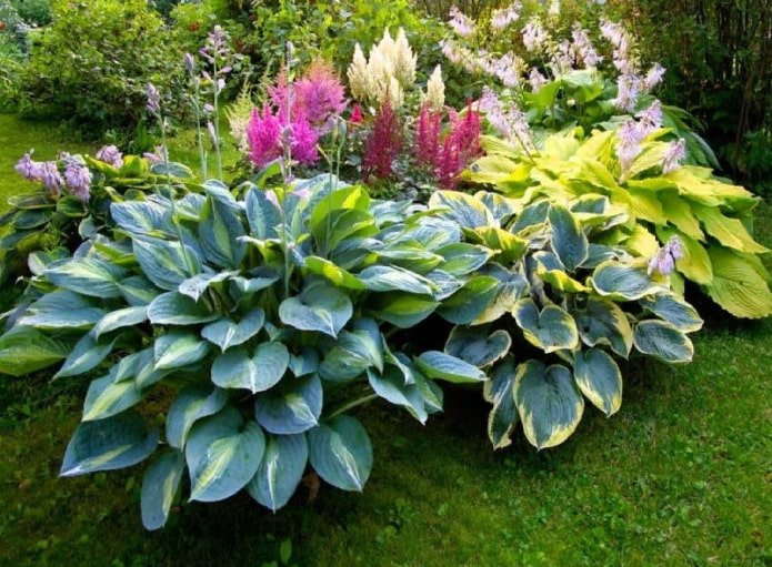 hosta en un parterre