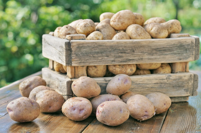 Patatas