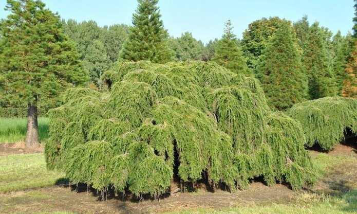 Cicuta canadiense