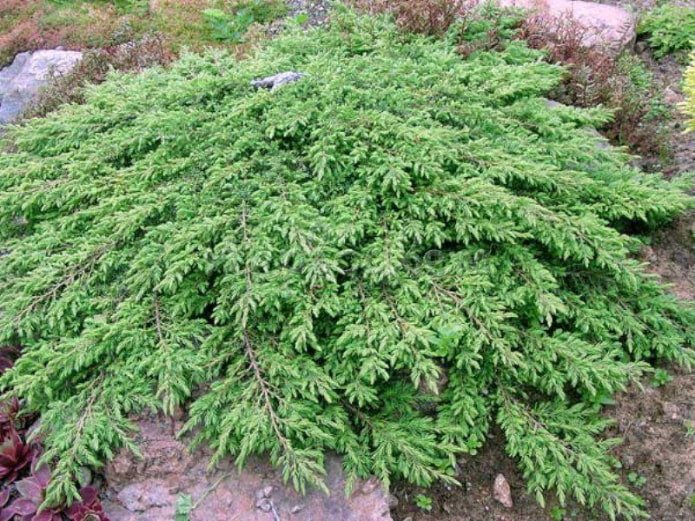 Alfombra verde de enebro