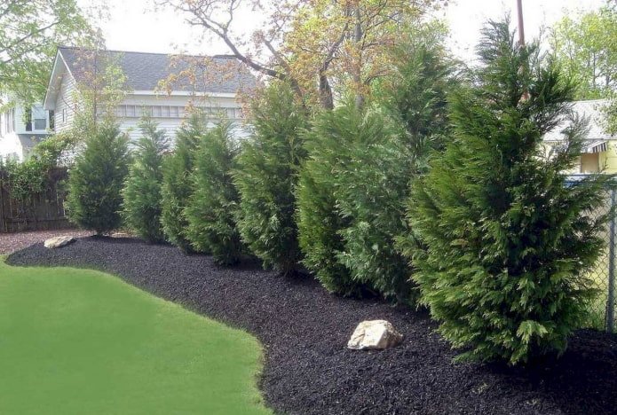 hedge de ciprés