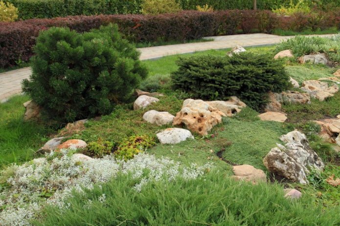jardín de rocas con coníferas