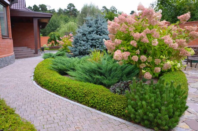 composición de coníferas con hortensias rosas