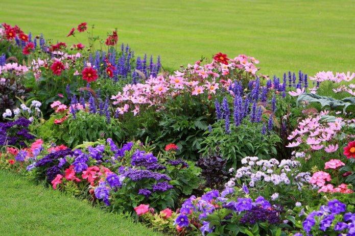 Macizo de plantas anuales de varios niveles