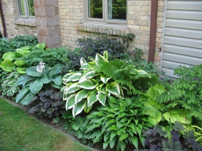 Macizo de hostas