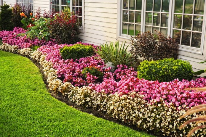 Plantas perennes y arbustos