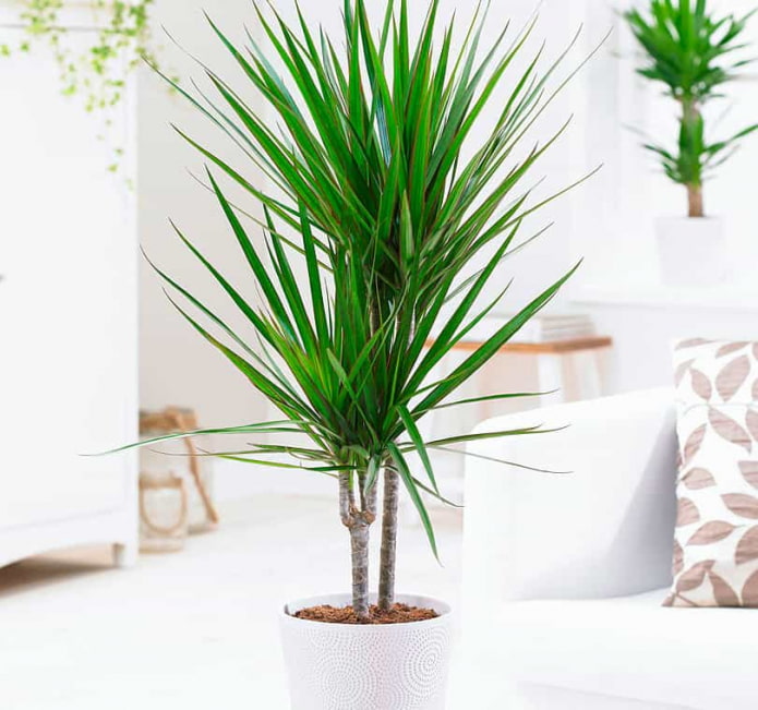 Dracaena bicolor