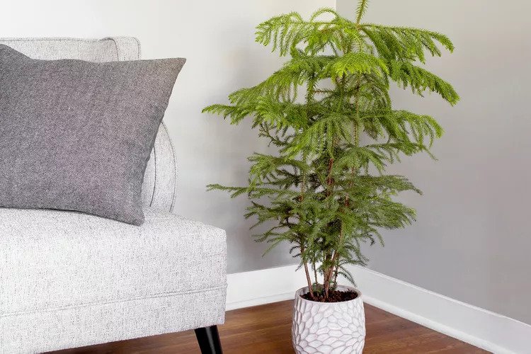 Norfolk Pine