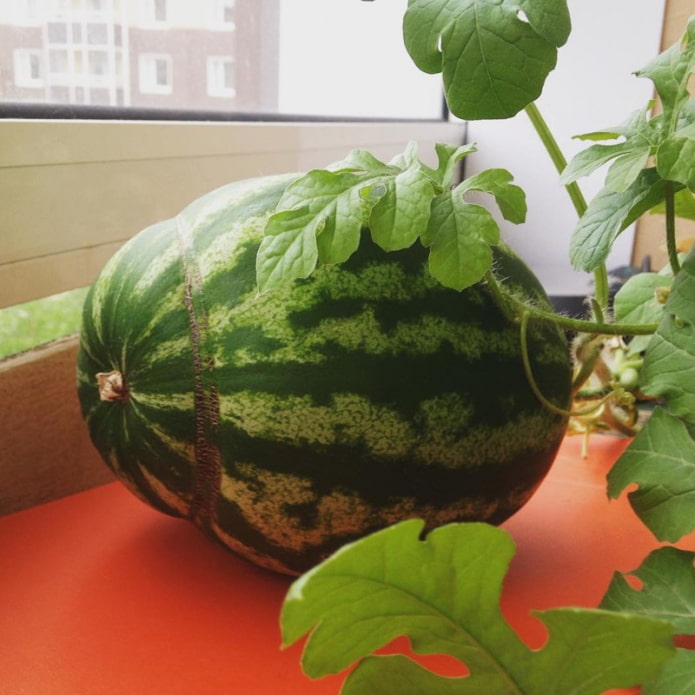 watermelon on the windowill