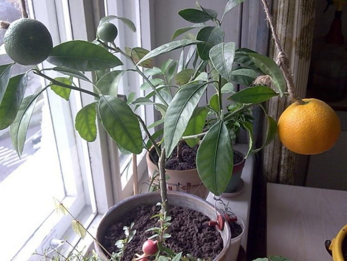 pomelo