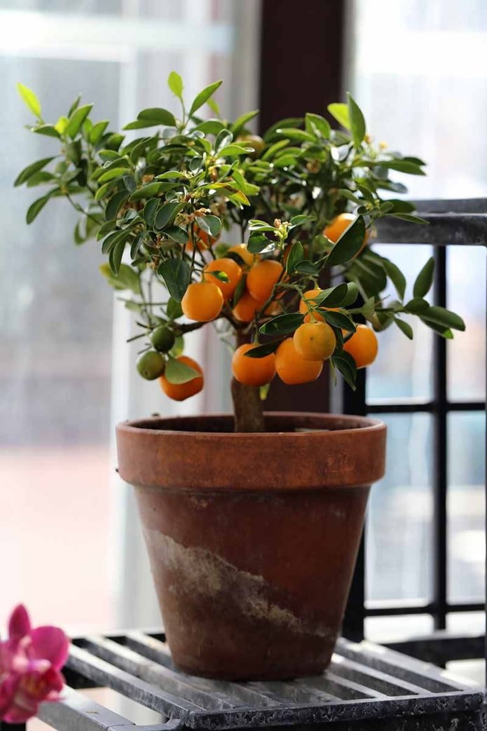 Calamondín