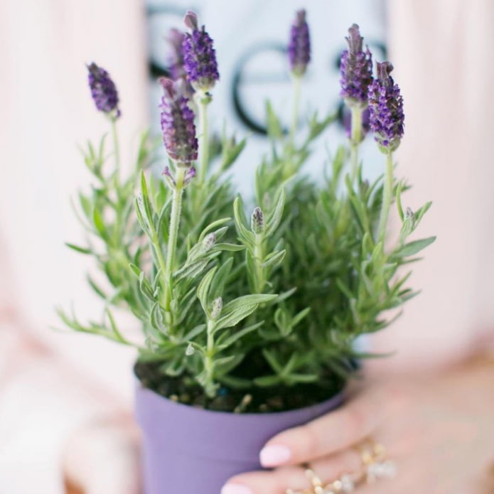 Lavanda de interior