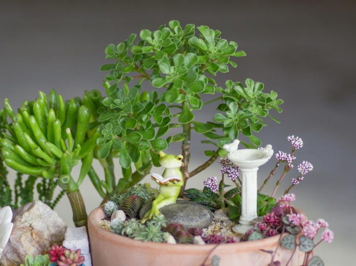 suculentas con figuras