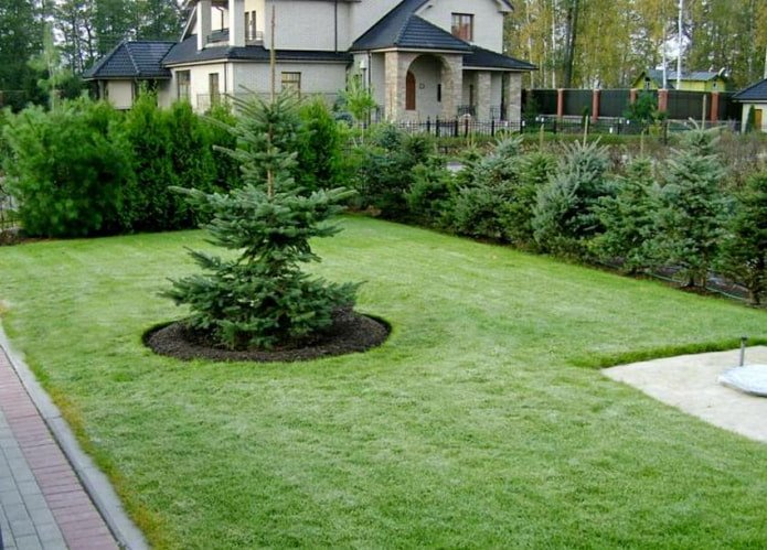 Cortina contra una planta solitaria