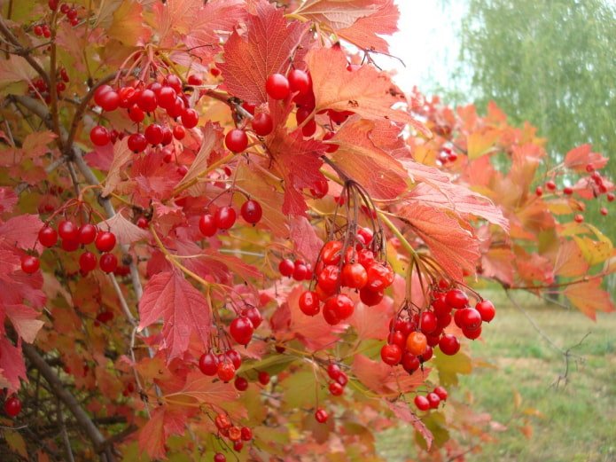 Viburnum en otoño