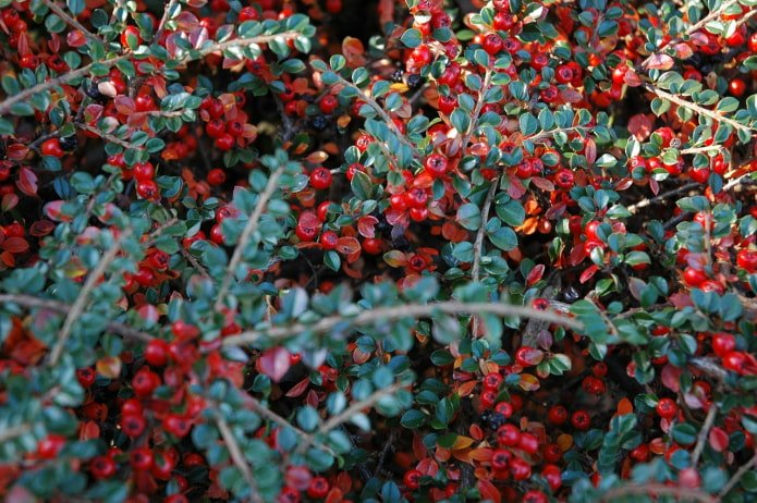 Cotoneaster Belleza Coral