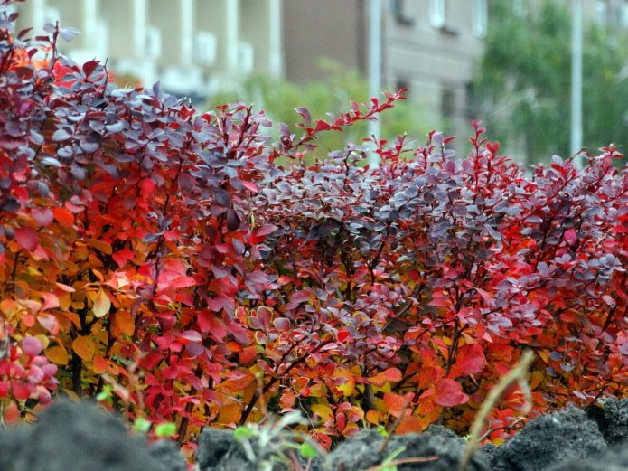 Agracejo Thunberg en otoño