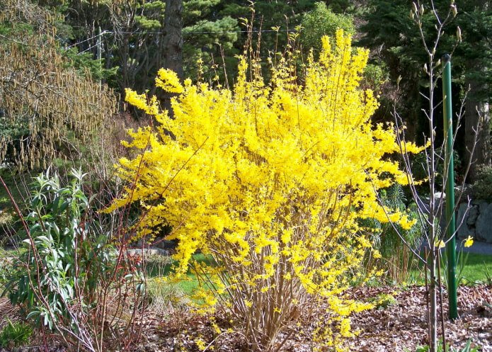Forsythia en primavera
