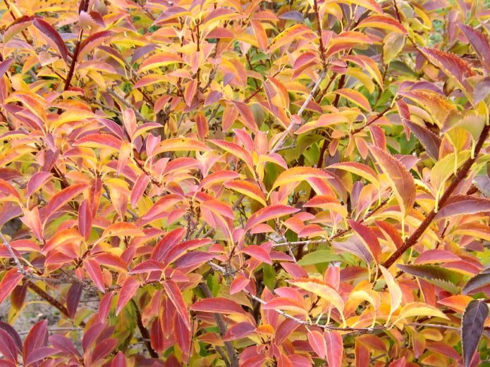 Forsythia en otoño