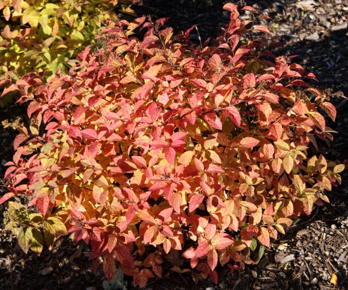Espirea japonesa