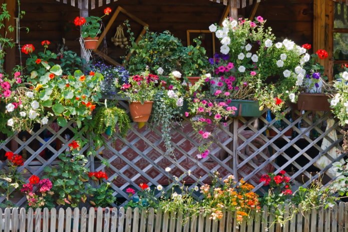 Flores en una cerca de la casa de campo