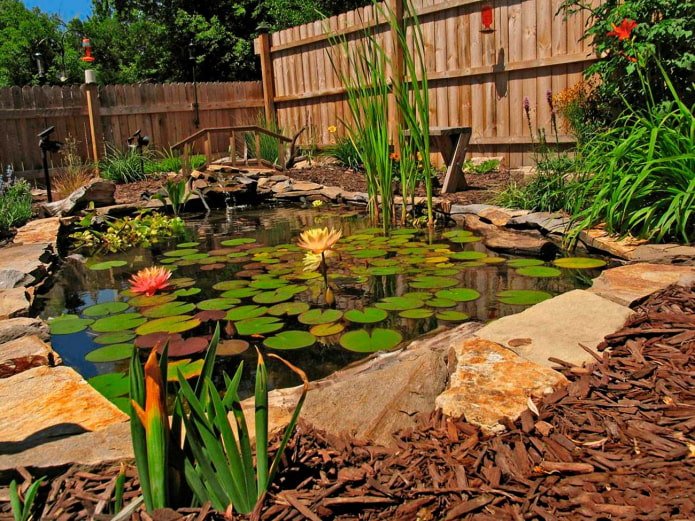 estanque con plantas en el jardín