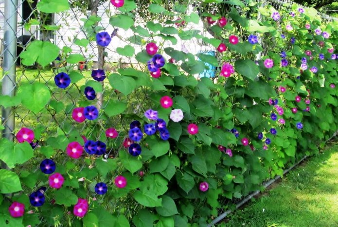 Valla de alambre con campanilla