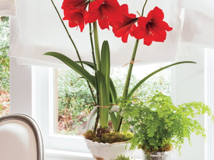 hippeastrum on the windowill
