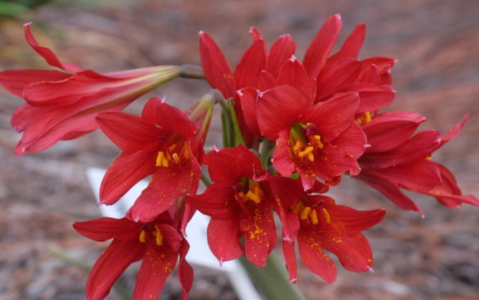 rhodophiala en flor