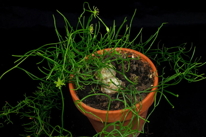 how to plant boevia