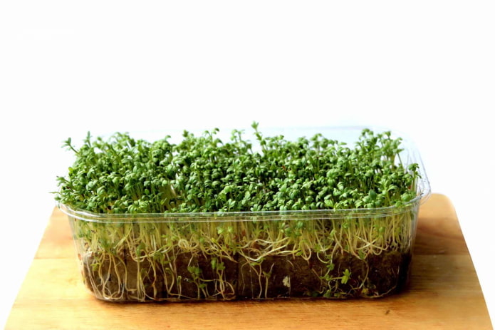 cultivo de microvegetales en tierra