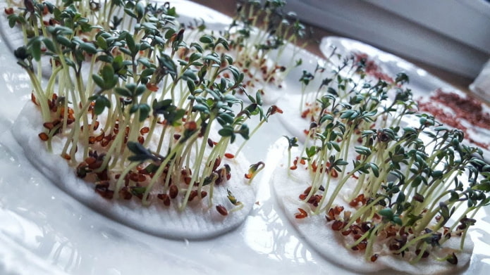 algodones para microvegetales