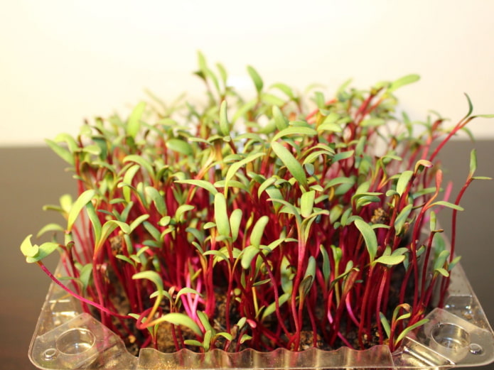 microvegetales de remolacha