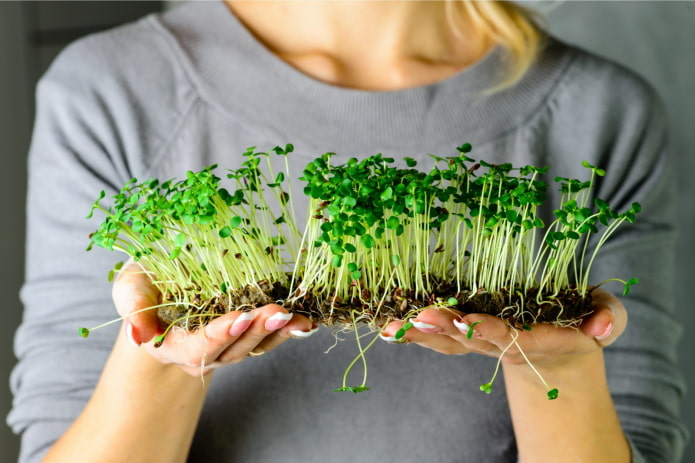 selección de semillas de microvegetales