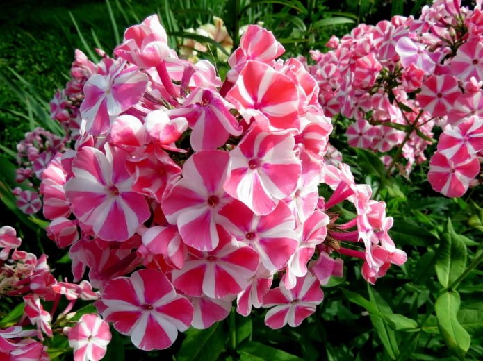 Floxes