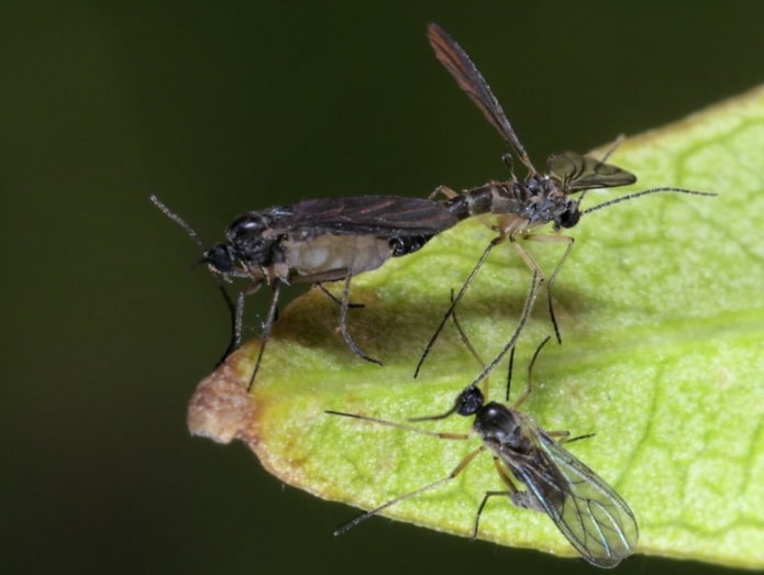 cómo eliminar los mosquitos negros de las flores