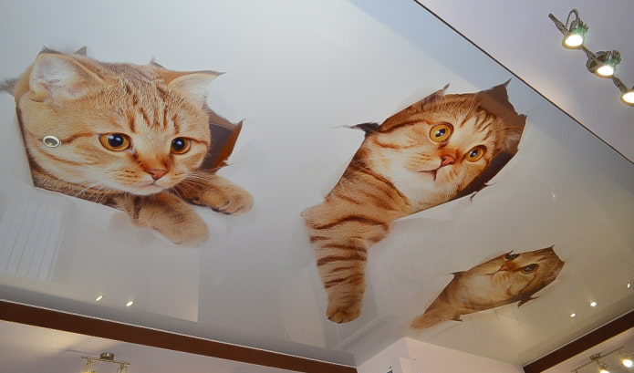 techo con gatitos