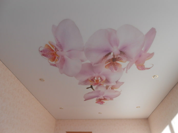 techo tensado con imagen de orquídea